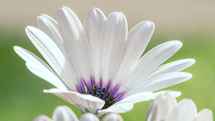 如何在微软下载WPS？快速三招提升下载效率，让办公体验更流畅 二