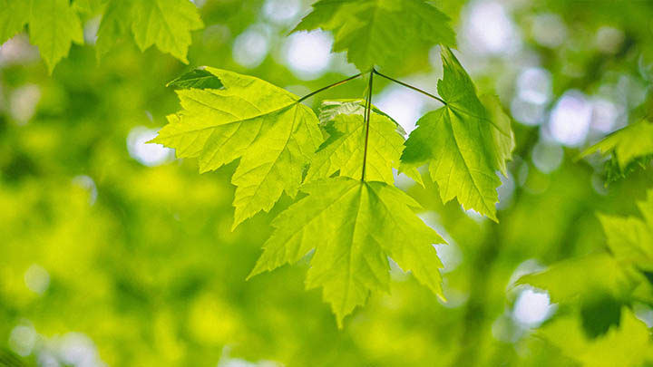 WPS星标文件下载：教你轻松获取的3个实用技巧 二