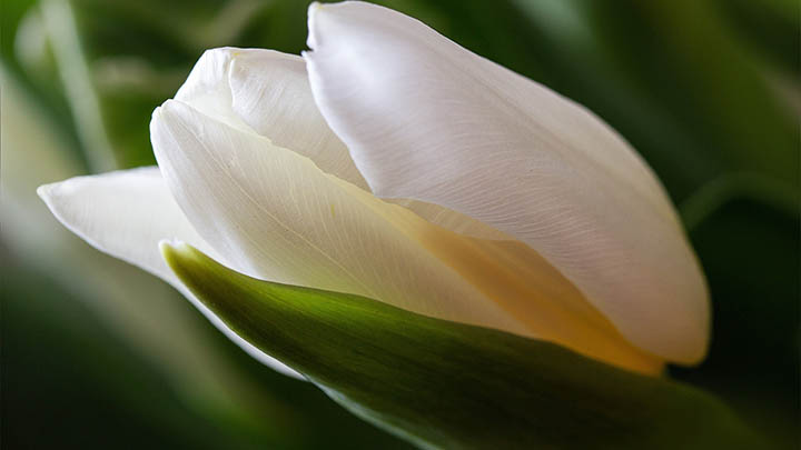 如何成功删除刚下载的WPS:高效清理与彻底卸载的4个实用技巧 如何成功删除刚下载的WPS:高效清理与彻底卸载的4个实用技巧 二