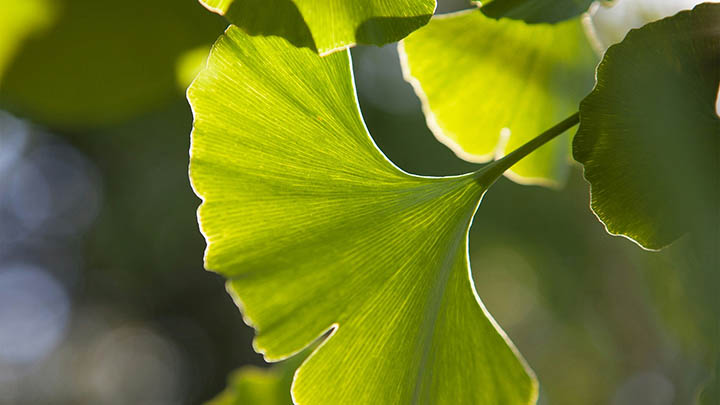 WPS软件下载难？极速直达破解3招新技能 二