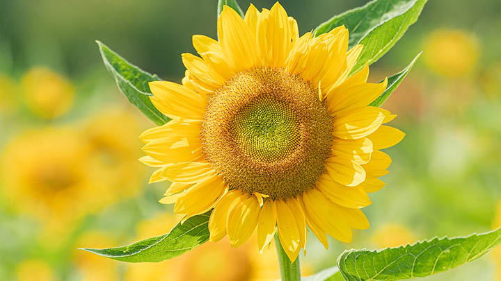 WPS热点如何彻底禁止下载？快速解决设置难题！ 二