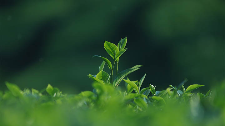 WPS文件下载解析：如何轻松获取TXT格式文档 二