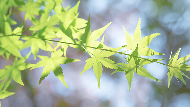 WPS如何下载的？官方详细图文教程助你快速上手 二