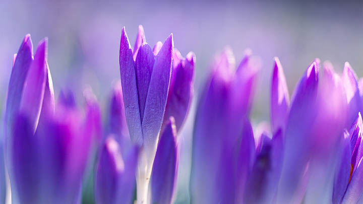 WPS照片下载：简单易行的3个实用技巧 二