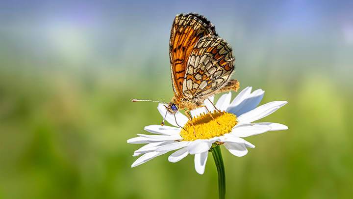 旧版WPS怎么下载？官方指引与实用技巧详解 二