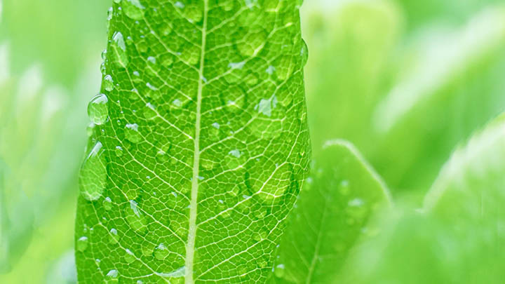 WPS批量下载技巧：教你快速获取多版本安装包 二