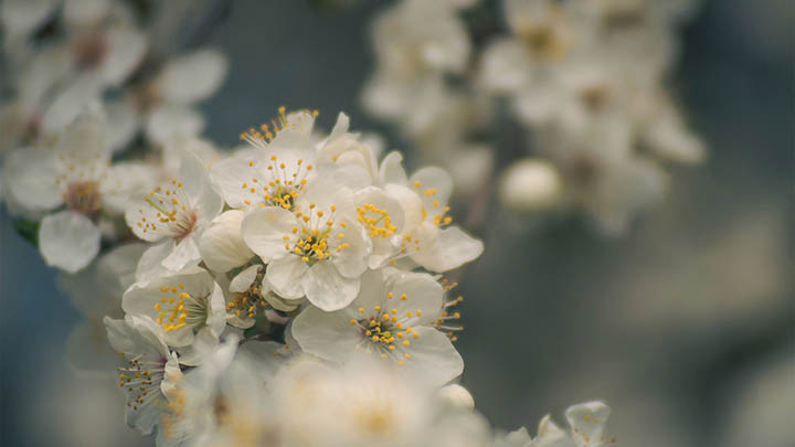 WPS下载后如何汉化？全流程操作指南轻松解决 二