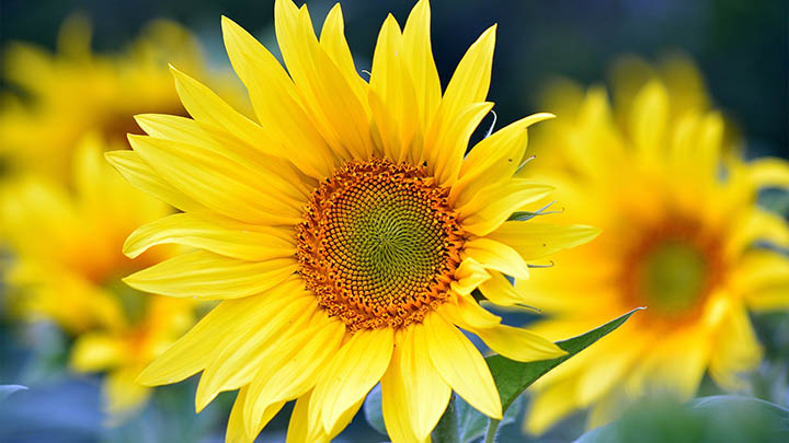 WPS下载后如何快速打印？ 二