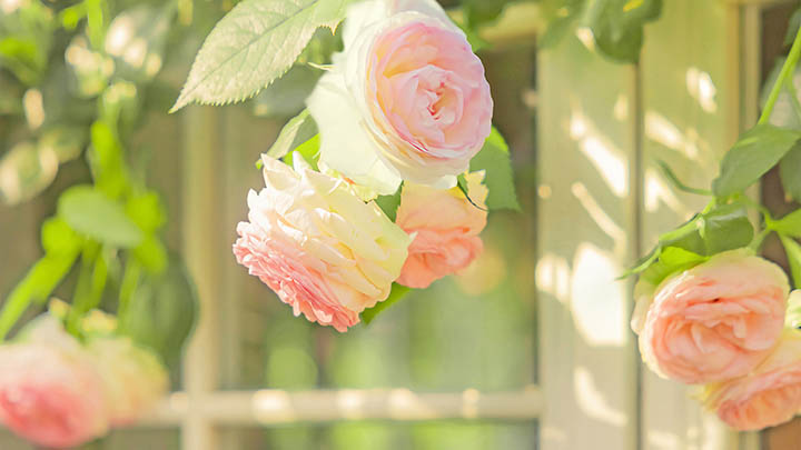 WPS PDF如何下载？实用指南帮你快速获取官方资源 二