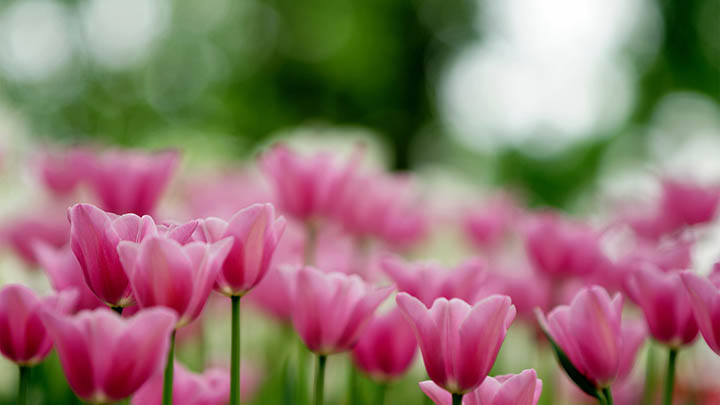 如何下载WPS内容?官方教程详解与高效安装指南 如何下载WPS内容?官方教程详解与高效安装指南 二