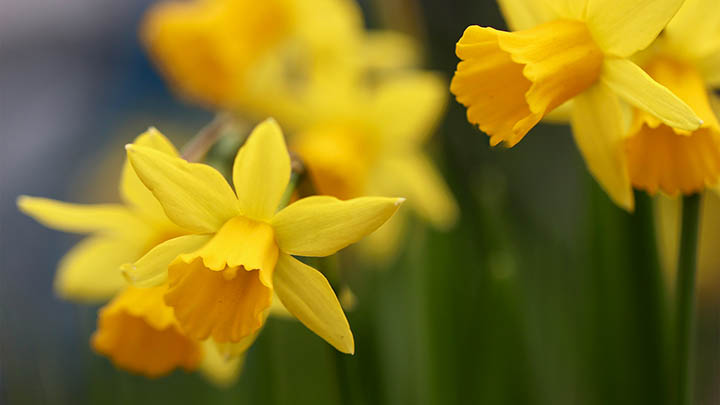 WPS如何免费下载中文版本? WPS如何免费下载中文版本? 二