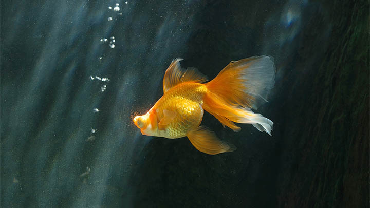 全套WPS下载教程：3步轻松获取官方正版 二