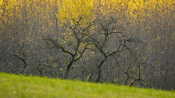 如何快速下载WPS PDF文件？ 二