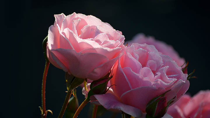 WPS如何下载共享文件?官方正版一键获取教程 WPS如何下载共享文件?官方正版一键获取教程 二