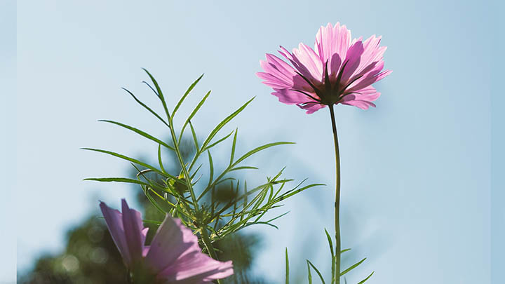 WPS软件高速下载：官网、平台及应用商店的三种便捷途径 二