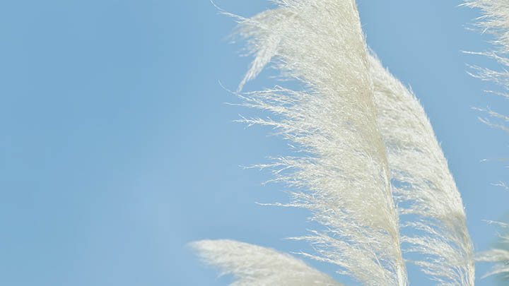 如何快速下载正版WPS Office？ 二