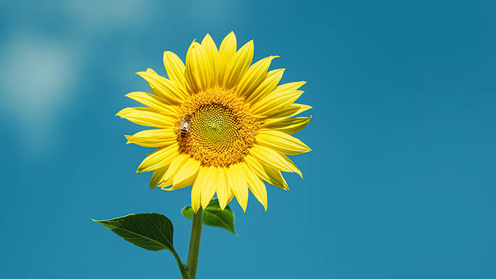 WPS词典下载教程:快速获取实用插件的正确方式 WPS词典下载教程:快速获取实用插件的正确方式 二