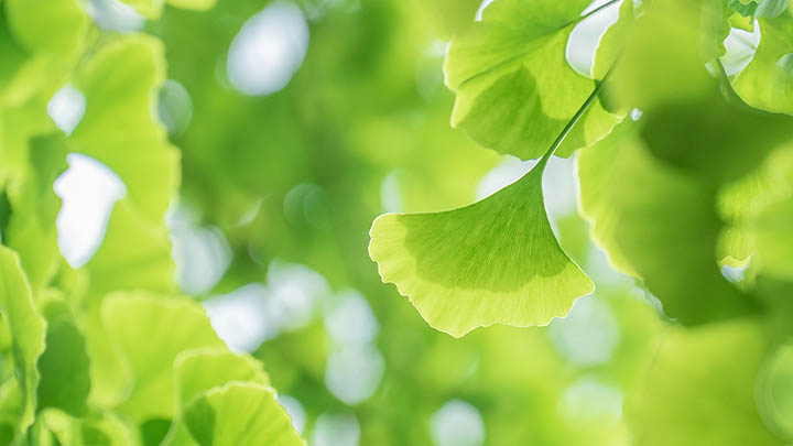 IOS版WPS下载指南:辨别正规渠道避免出错 IOS版WPS下载指南:辨别正规渠道避免出错 二