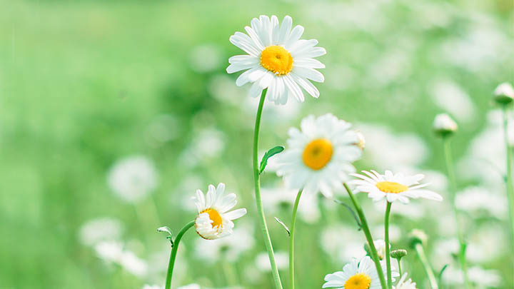 WPS如何下载FIC文件?详细教程帮你轻松搞定! WPS如何下载FIC文件?详细教程帮你轻松搞定! 二